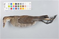 藏品(白腹秧雞)的圖片